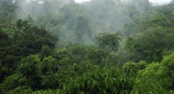 Oferta e demanda de áreas para manejo florestal no Estado do Pará