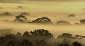 Protected Areas in the Brazilian Amazon: Challenges & Opportunities
