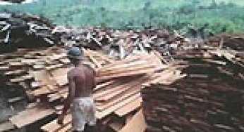 Reducing waste during logging and log processing: forest conservation in eastern Amazonia.