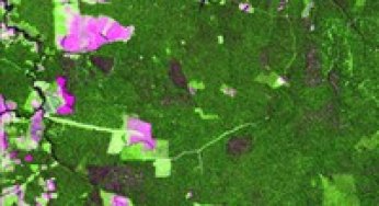 Satellite Images for Evaluating Forest Management Plans.