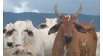Subsidies, efficiency, and inequality: the ranching sector in the Brazilian Amazon.