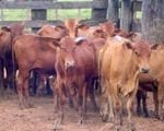 will cattle ranching 150x120 - Will cattle ranching continue to drive deforestation in the Brazilian Amazon?