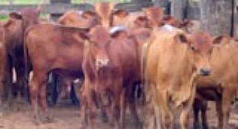 Will cattle ranching continue to drive deforestation in the Brazilian Amazon?
