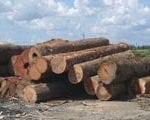 wood as economic 150x120 - Resumen de la investigación llevada a cabo a través de una beca de la OIMT para evaluar el uso de GIG en la planificación de la extracción maderera en la Amazonia Oriental.