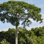 wilsoncabral 150x150 1 - O risco de desmatamento associado a doze hidrelétricas na Amazônia