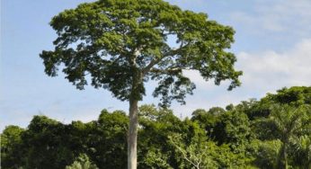 O risco de desmatamento associado a doze hidrelétricas na Amazônia