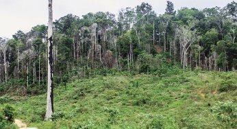 Baixo preço da terra pública para regularização fundiária estimula grilagem, desmatamento e conflitos agrários