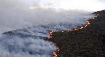 Estudio revela que Bolivia pierde 1,8 millones de hectáreas de bosque por deforestación