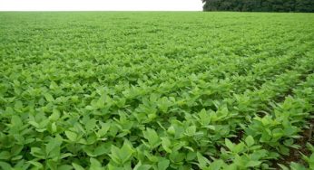 Estudo aponta que moratória da soja ainda é necessária para preservar Amazônia