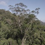 FOTO 497 DIA 20 21 1 150x150 - Campanha do Imazon pede proteção a santuário de árvores gigantes na Amazônia