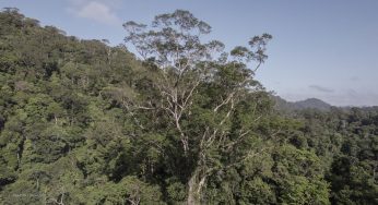 Campanha do Imazon pede proteção a santuário de árvores gigantes na Amazônia