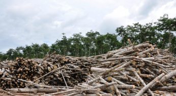 Brazilian environmentalists urge the Congress to reject Amazon deforestation new bill