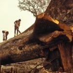Beto625x415 150x150 - Help Brazil Preserve the Amazon