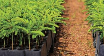 Diagnostic of Key Success Factors for Forest Landscape Restoration: Municipality of Paragominas and The State of Pará