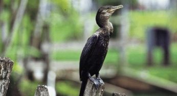 Most deforested Conservation Units in the Legal Amazon (2012 – 2015)