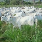 DSC04390 web 150x150 - Indústria de carne bovina brasileira age para reduzir o desmatamento de florestas tropicais
