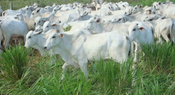 Brazilian beef industry moves to reduce its destruction of rain forests
