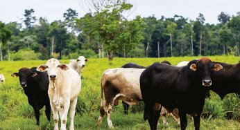 Os frigoríficos vão ajudar a zerar o desmatamento da Amazônia?
