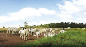 É necessário mais pressão para que os acordos de empresas frigoríficas sejam efetivos contra o desmatamento na Amazônia Legal