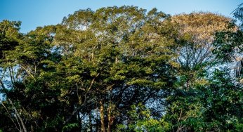 Imazon, Serviço Florestal Brasileiro e Fundação Roberto Marinho disponibilizam curso sobre Cadastro Ambiental Rural