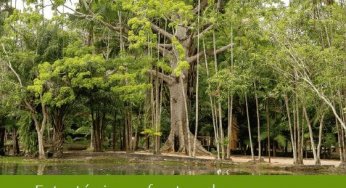 Estratégias e fontes de recursos para proteger as Unidades de Conservação da Amazônia