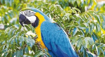 Áreas Protegidas críticas na Amazônia no período de 2012 a 2014