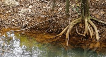 Falhas na gestão prejudicam a proteção efetiva de Unidades de Conservação na Amazônia