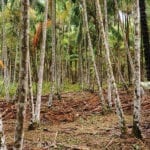 size 810 16 9 palmeiras acai 150x150 - IPS Amazônia é destaque na revista Exame