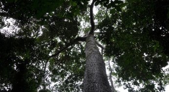 #ImagemDoDia: Terras Indígenas garantem direitos e protegem florestas