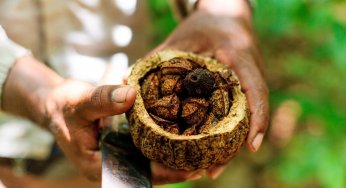 #ImazonNaMídia: Como a economia de floresta em pé pode salvar a Amazônia – e o planeta (National Geographic Brasil)