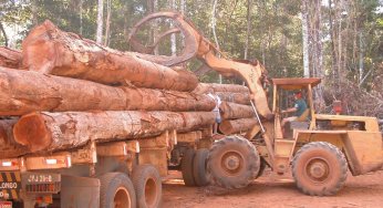 Estudo indica que a maior parte da exploração madeireira no Pará não possui autorização