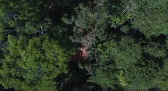 #ImazonNaMídia: Aprovado sem debate, projeto de lei do Pará facilita grilagem, dizem entidades (Folha de São Paulo)