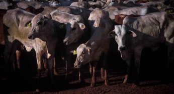 #ImazonNaMídia: MPF requer multa de R$ 3,8 milhões a frigoríficos que descumpriram acordo do Carne Legal no AM (Ministério Público Federal)