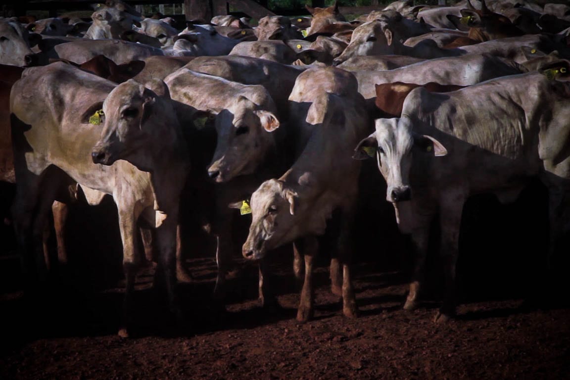 17052016 Novo Campo   08MVI 0013 1 - Expomeat: Radar Verde mostrará como produzir mais carne na Amazônia sem desmatar