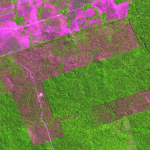 Captura de Tela 2019 10 08 às 10.05.44 150x150 - #ImagemDoDia: Imagens de satélite detectam desmatamento em Altamira (PA), município que mais perdeu áreas verdes em agosto deste ano