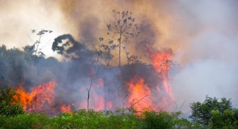 The Amazon has deteriorated in eight years, shows unprecedented analysis carried out in nine countries