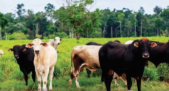 Extensive Production Practices and Incomplete Implementation Hinder Brazil’s Zero-Deforestation Cattle Agreements in Pará