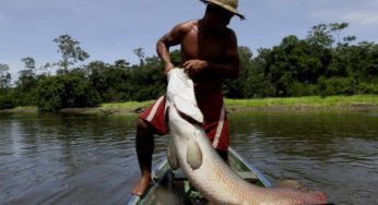 #ImazonInTheMedia: Magazine highlights pirarucu as an under-exploited symbol of sustainable development in Brazilian Amazon