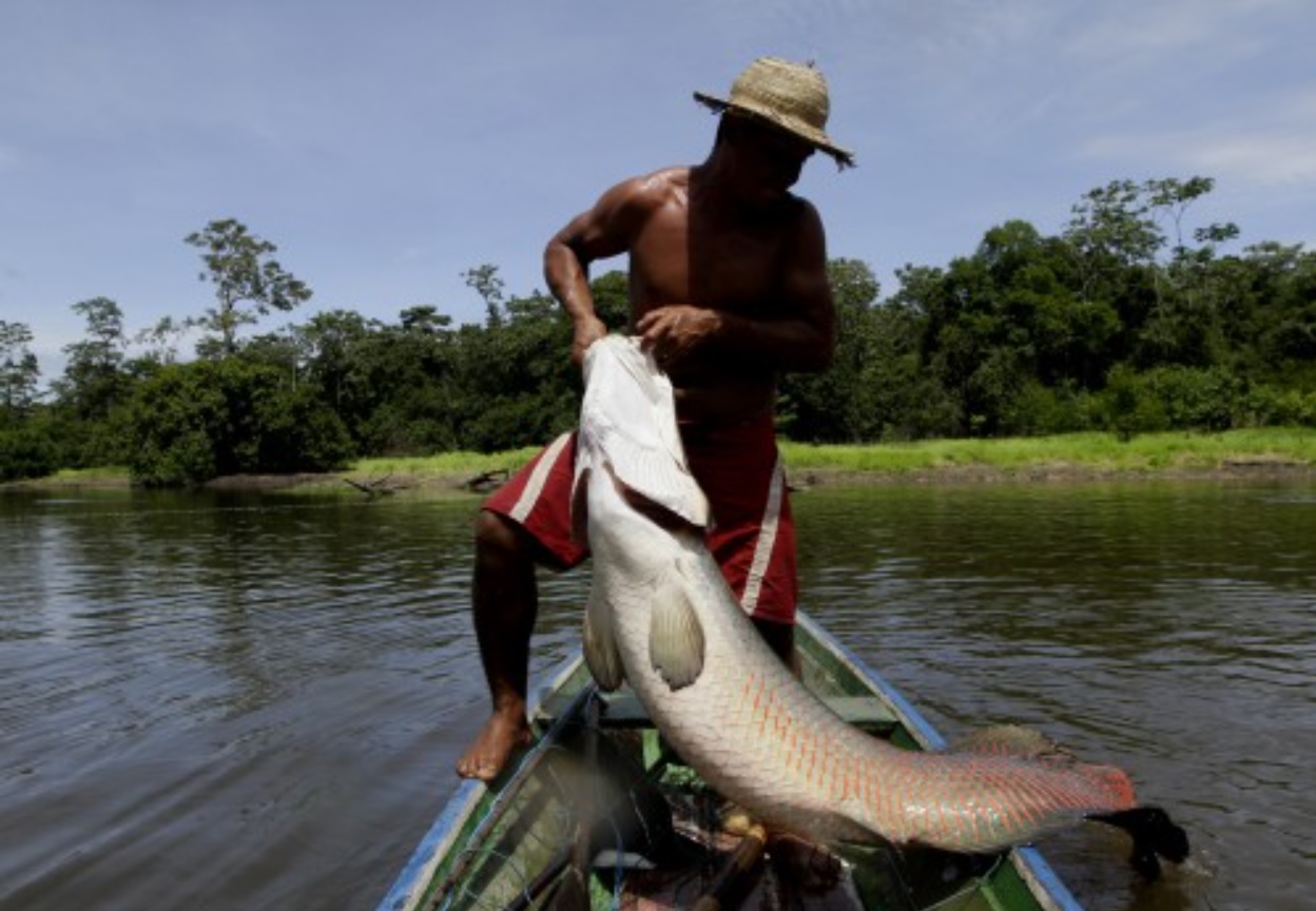 Pirarucu RicardoOliveira SEMAMA 1 - #ImazonInTheMedia: Magazine highlights pirarucu as an under-exploited symbol of sustainable development in Brazilian Amazon