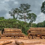 Exploracao de madeira em Rondonia Credito  Vicente Sampaio Imaflora 150x150 - Extração ilegal de madeira na Amazônia tem análise restrita por insuficiência de dados públicos