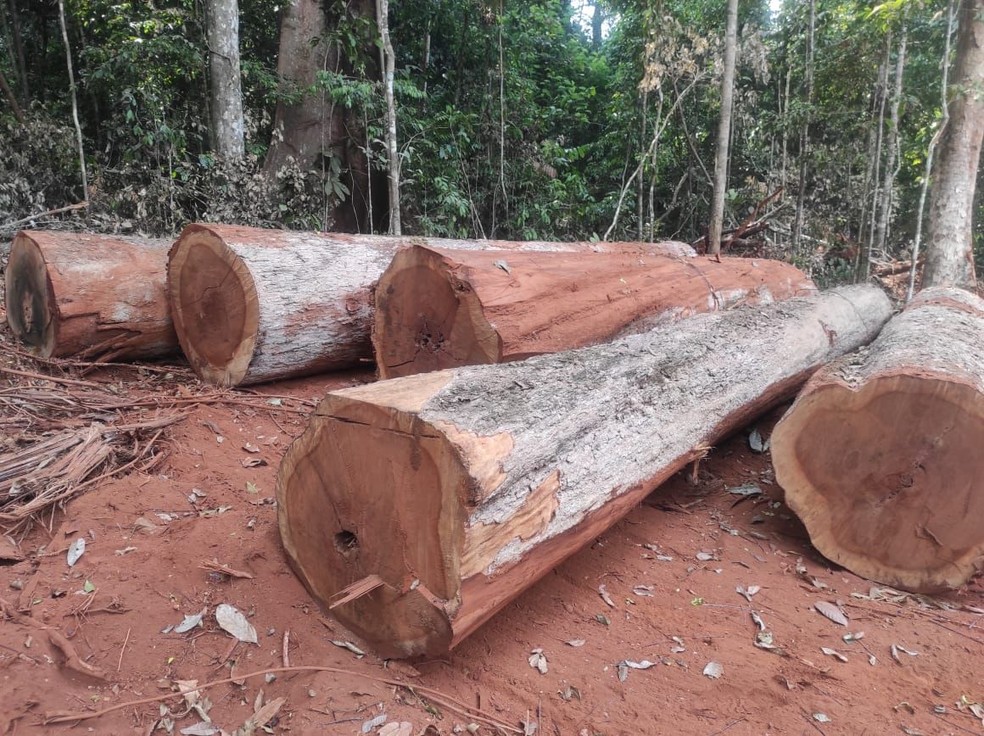 Operacao contra exploracao madeireira em terra indigena de Rondonia em 2021 Foto Policia Federal Divulgacao - Porto Velho concentra 42% da exploração madeireira de Rondônia
