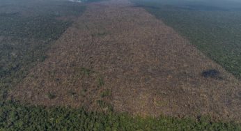 Brazilian Amazon lost forest area greater than 4 thousand soccer fields per day in September