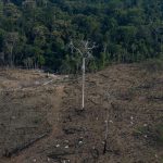 Imagem aerea feita em setembro de 2021 mostra desmatamento em Labrea no Amazonas Victor Moriyama Amazonia em Chamas Divulgacao Greenpace 150x150 - Desmatamento na Amazônia cresce 33% de janeiro a outubro em relação ao ano passado