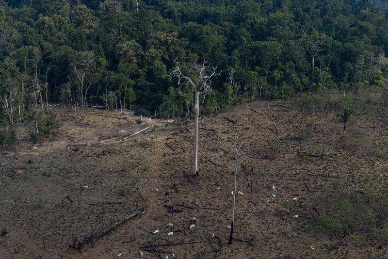 Imagem aerea feita em setembro de 2021 mostra desmatamento em Labrea no Amazonas Victor Moriyama Amazonia em Chamas Divulgacao Greenpace - Desmatamento na Amazônia cresce 33% de janeiro a outubro em relação ao ano passado