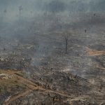 Area desmatada e queimada em 2021 ja recebe gado em Porto Velho Rondonia Foto Christian Braga Greenpeace 150x150 - Deforestation in the Brazilian Amazon from January to November exceeds 10,000 km², worst record in 10 years