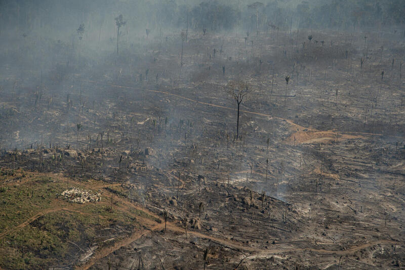 Area desmatada e queimada em 2021 ja recebe gado em Porto Velho Rondonia Foto Christian Braga Greenpeace - Deforestation in the Brazilian Amazon from January to November exceeds 10,000 km², worst record in 10 years