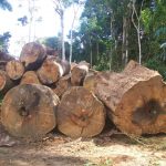 21 150x150 - Quase 40% da extração de madeira na Amazônia não é autorizada, mostra pesquisa inédita