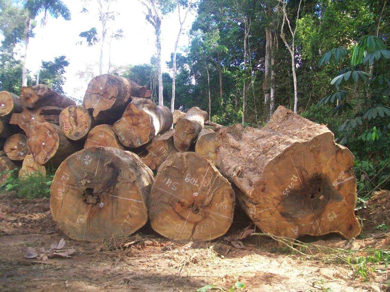 21 - Quase 40% da extração de madeira na Amazônia não é autorizada, mostra pesquisa inédita