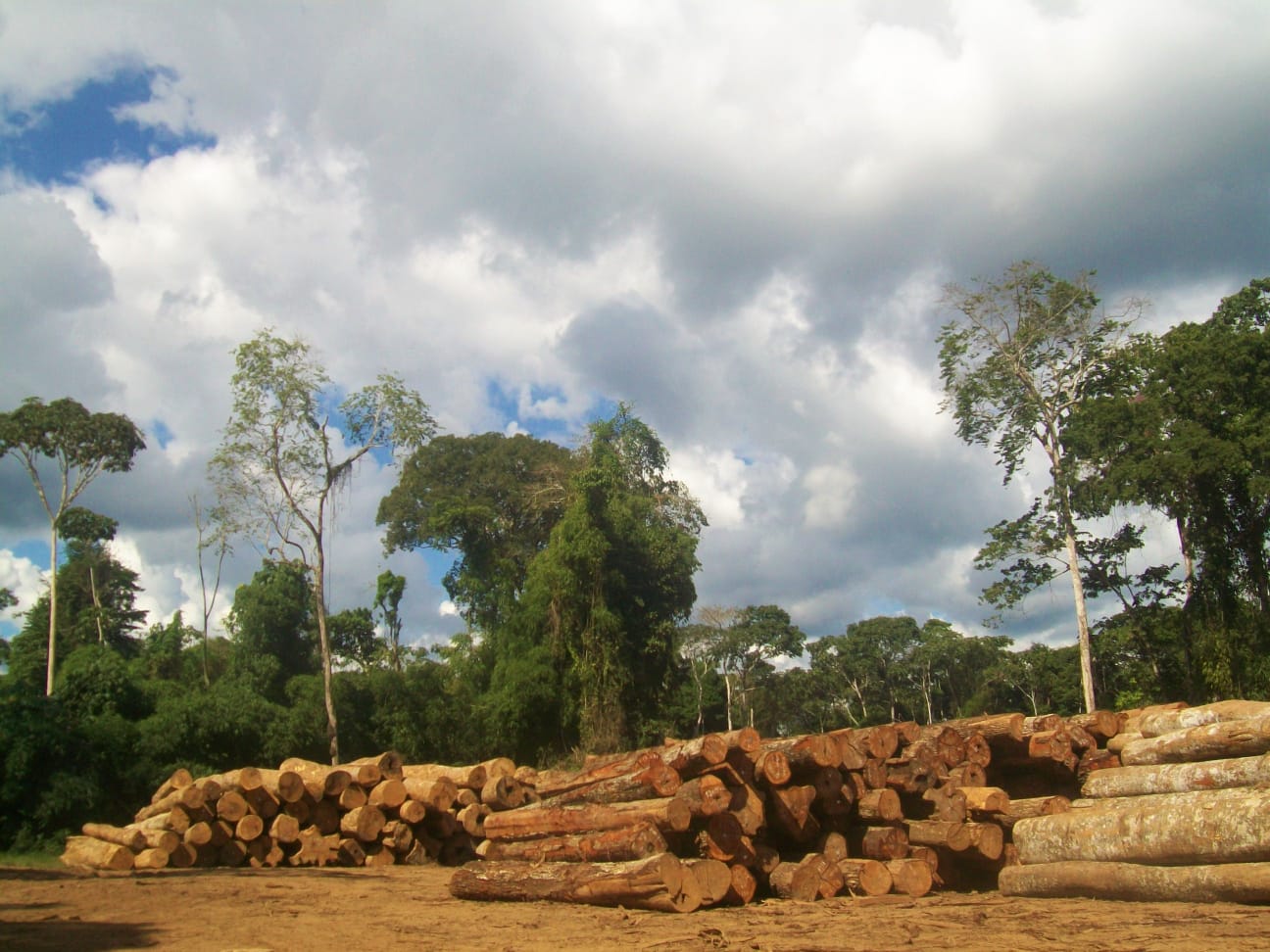 22 - Quase 90% da exploração madeireira no Amazonas é ilegal