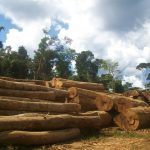 Madeira em RR Arquivo Idesam 150x150 - Mais da metade da exploração ilegal de madeira em Roraima ocorre em assentamentos rurais, aponta pesquisa